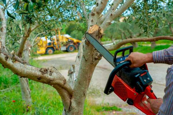 Qué ramas cortar en primavera con motosierra